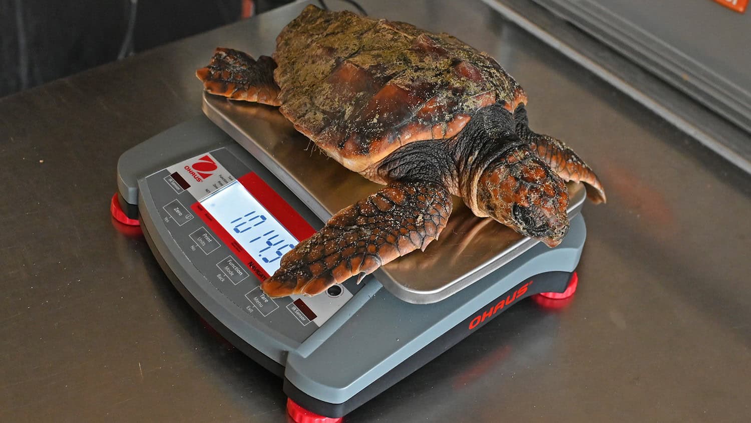 Opnieuw dikkopschildpad naar Ecomare