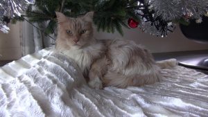 Crowdfunding voor Nikki’s poes (video)