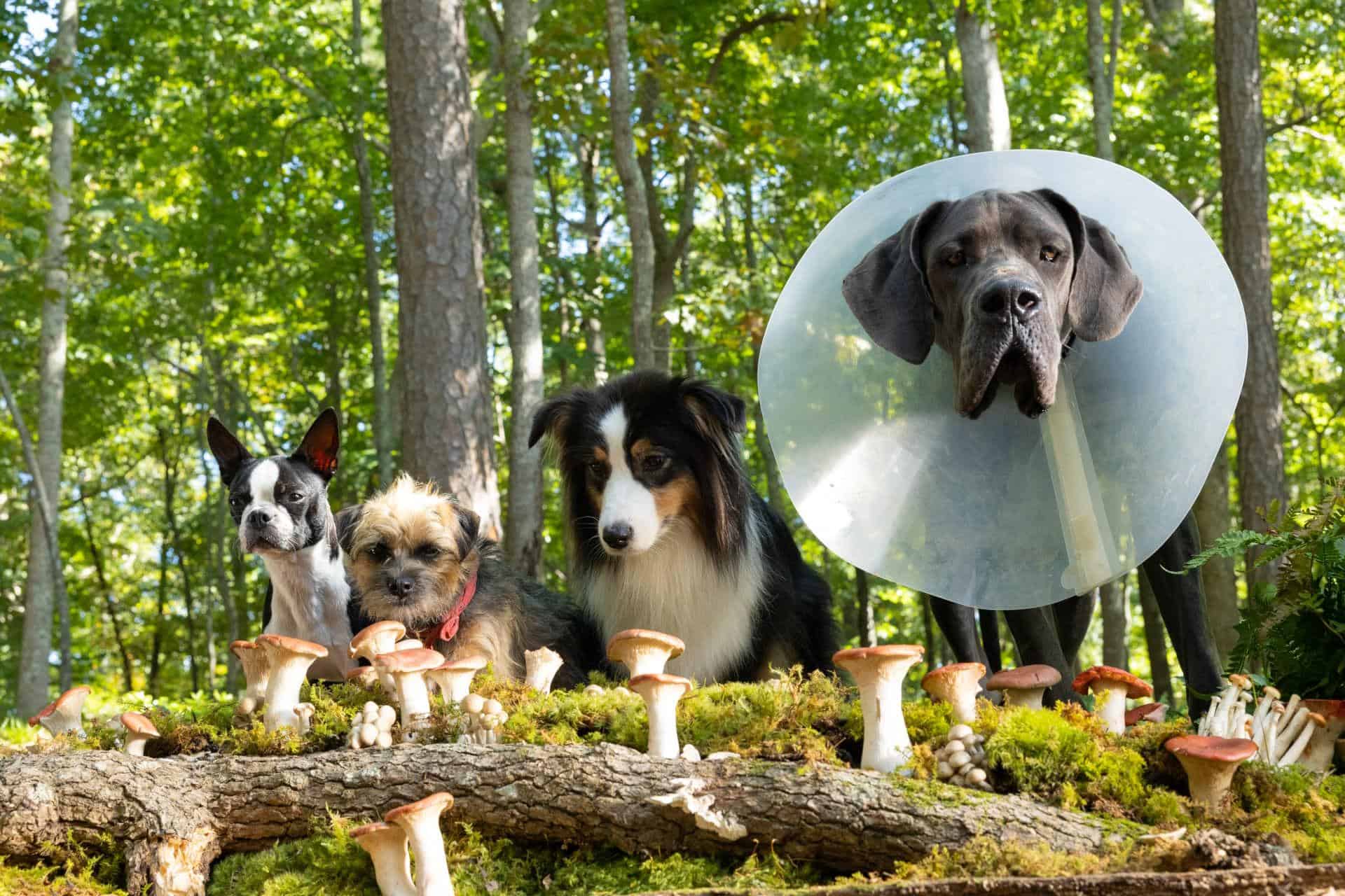 Doggy Style (recensie)