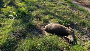 Drie reeën doodgereden in één week tijd bij Dijkgatbos en Robbenoordbos
