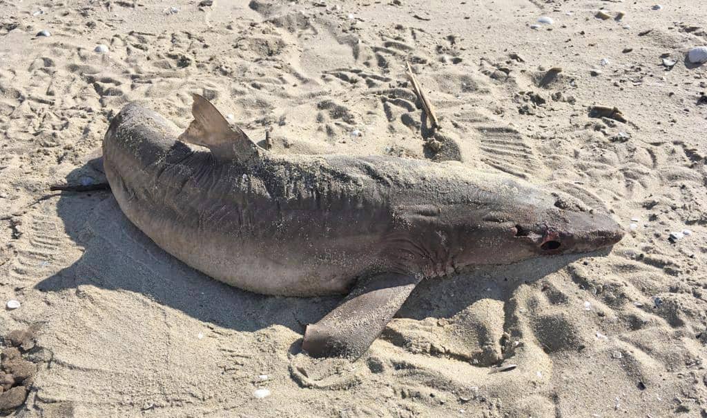 Zeldzame doornhaai aangespoeld op Texel