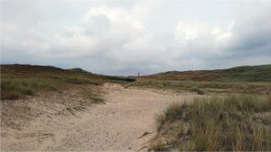 Exoten worden grondig verwijderd uit de duinen