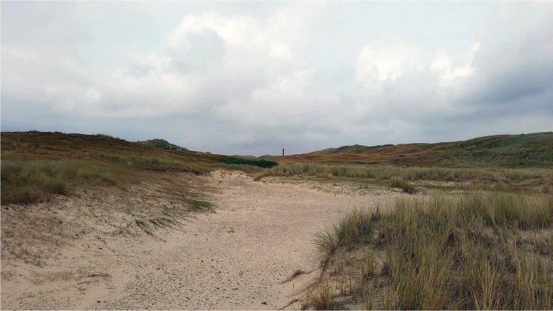 Exoten worden grondig verwijderd uit de duinen