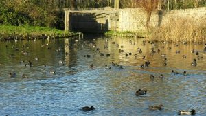 Historische eendenkooi in het weidegebied