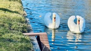 Dieren veilig uit het water met faunatrappen