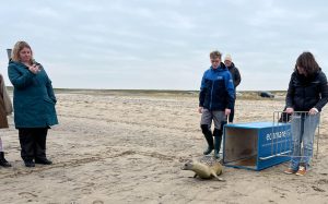 Herstelde zeehond Floor terug naar zee na unieke amputatie