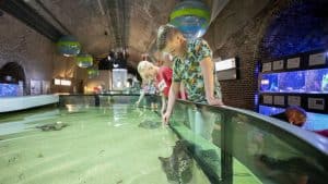 Haaien en roggen voeren op Fort Kijkduin in de herfstvakantie