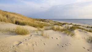 Winterwandeling door de Noordduinen met natuurgids