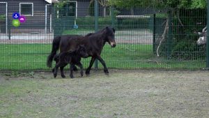 Dieren geboren in Van Blanckendaell Park