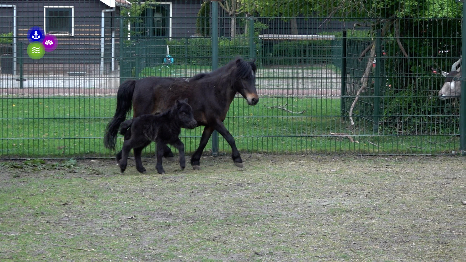 Dieren geboren in Van Blanckendaell Park