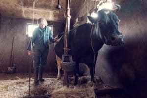 ‘Uitgemolken’ – een eerbetoon aan ‘Oer- Wieringers’