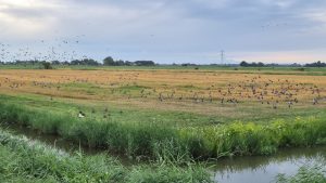 Ganzen afgeschoten in Schagen Oost