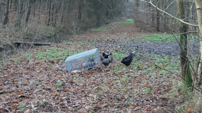 Dijkgatsbos favoriet voor dumpen dieren
