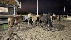 Beste paarden van stal