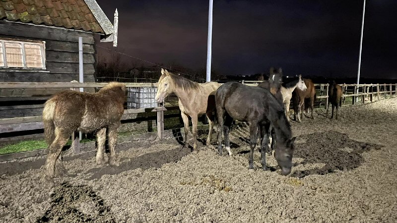 Beste paarden van stal