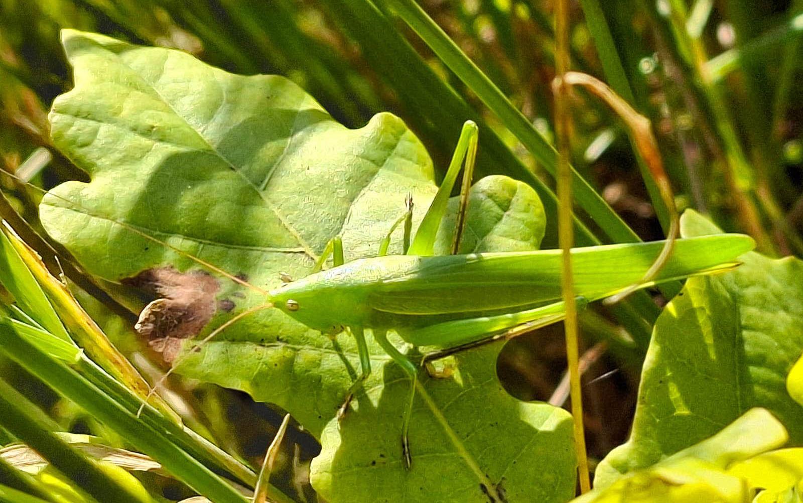 Nieuwe sprinkhaan voor Waddeneilanden ontdekt op Texel