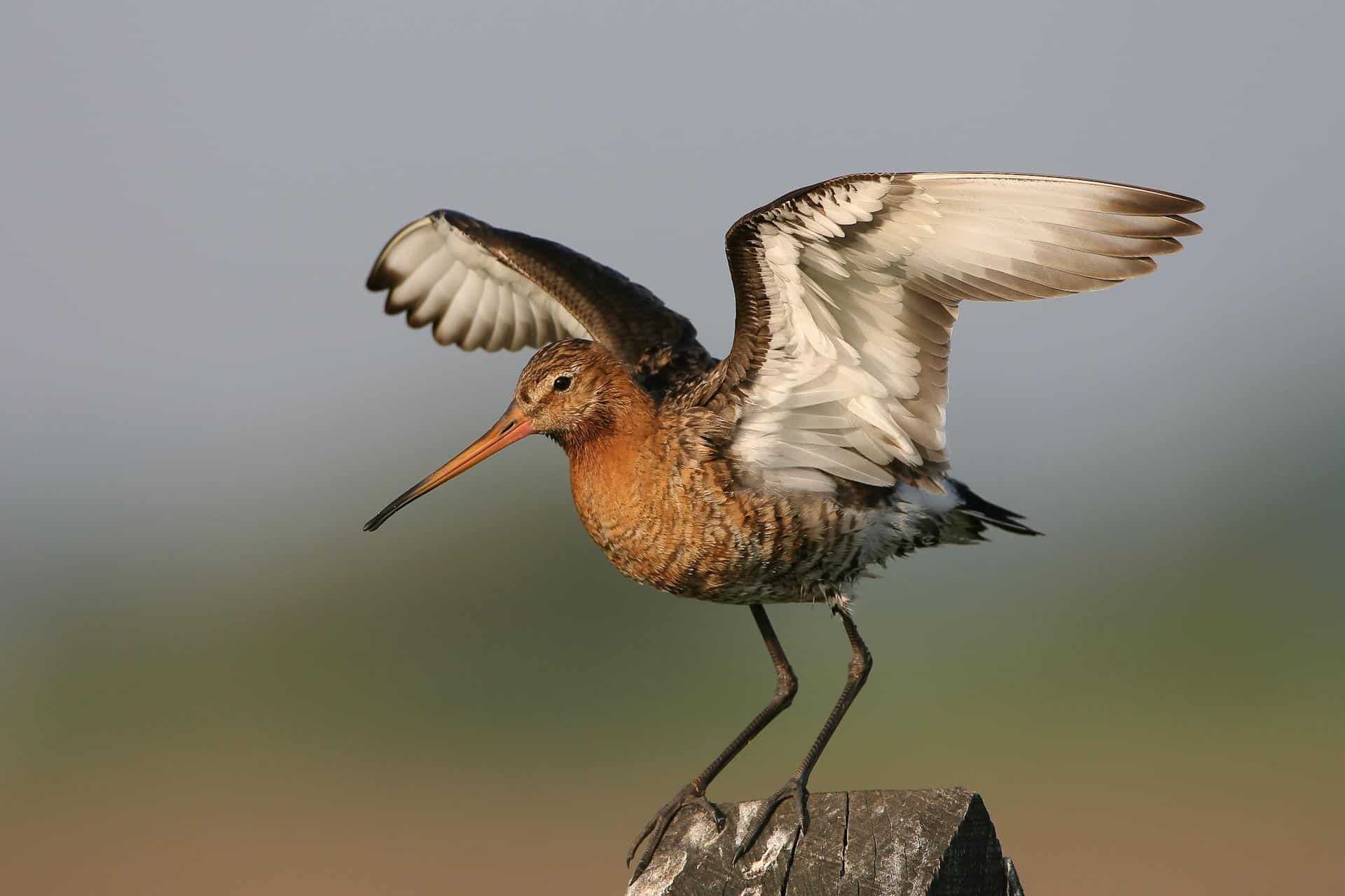 Vrijwilliger worden en weidevogels beschermen