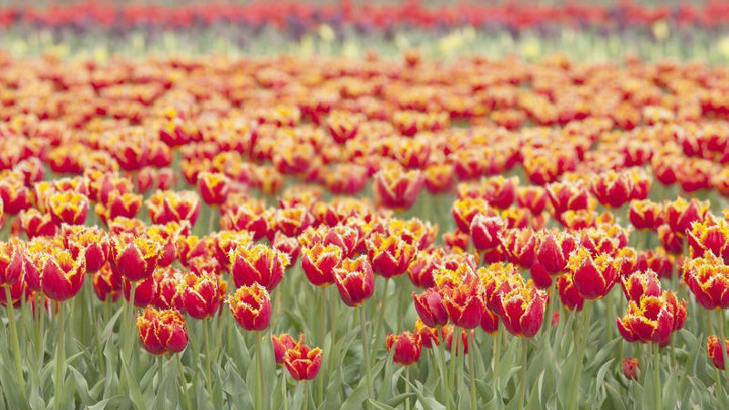 Hollands Kroon heeft eigen tulp