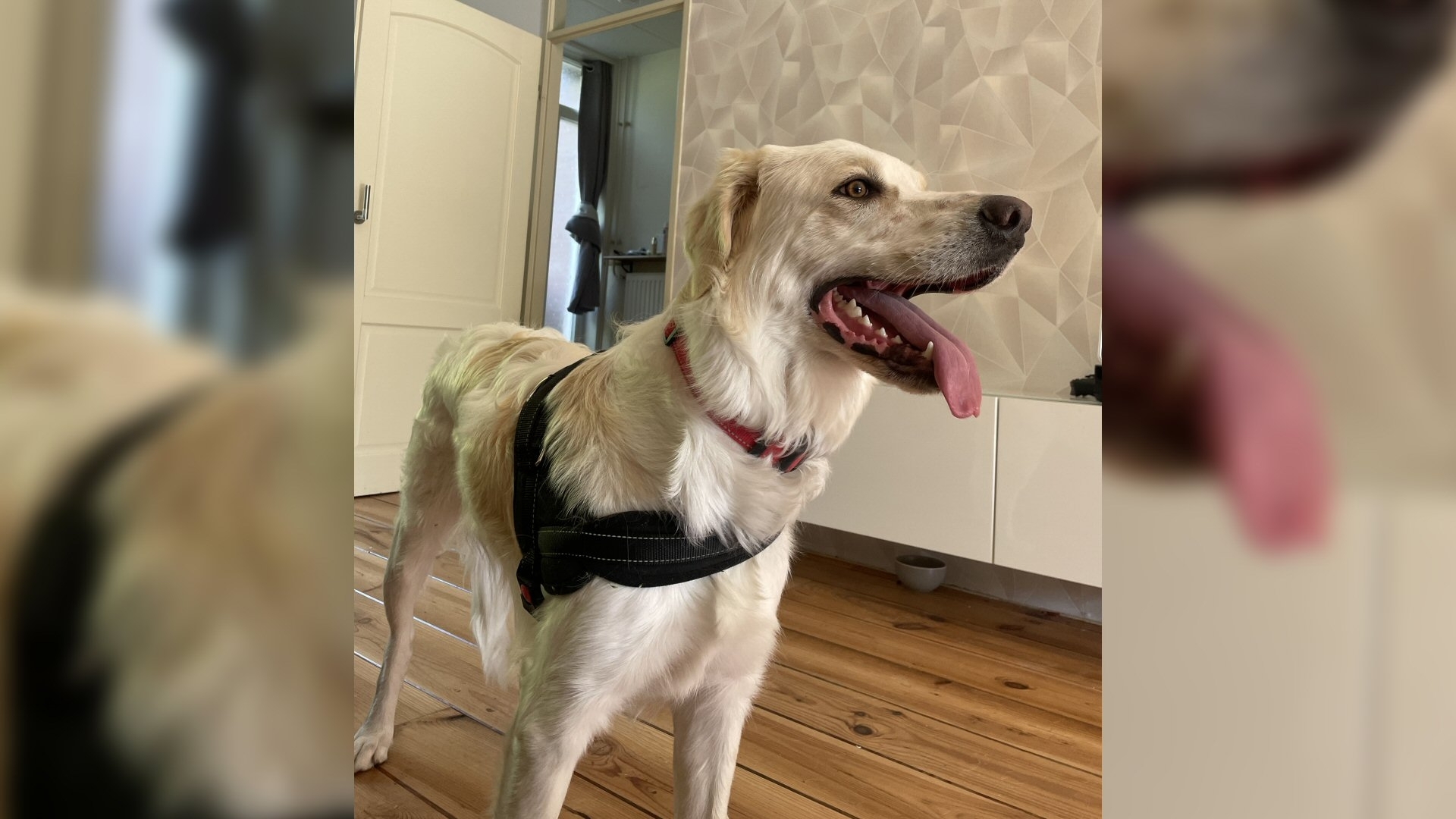 Hond Meggy weer veilig thuis