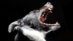 Onrust in Muggenburg om honden
