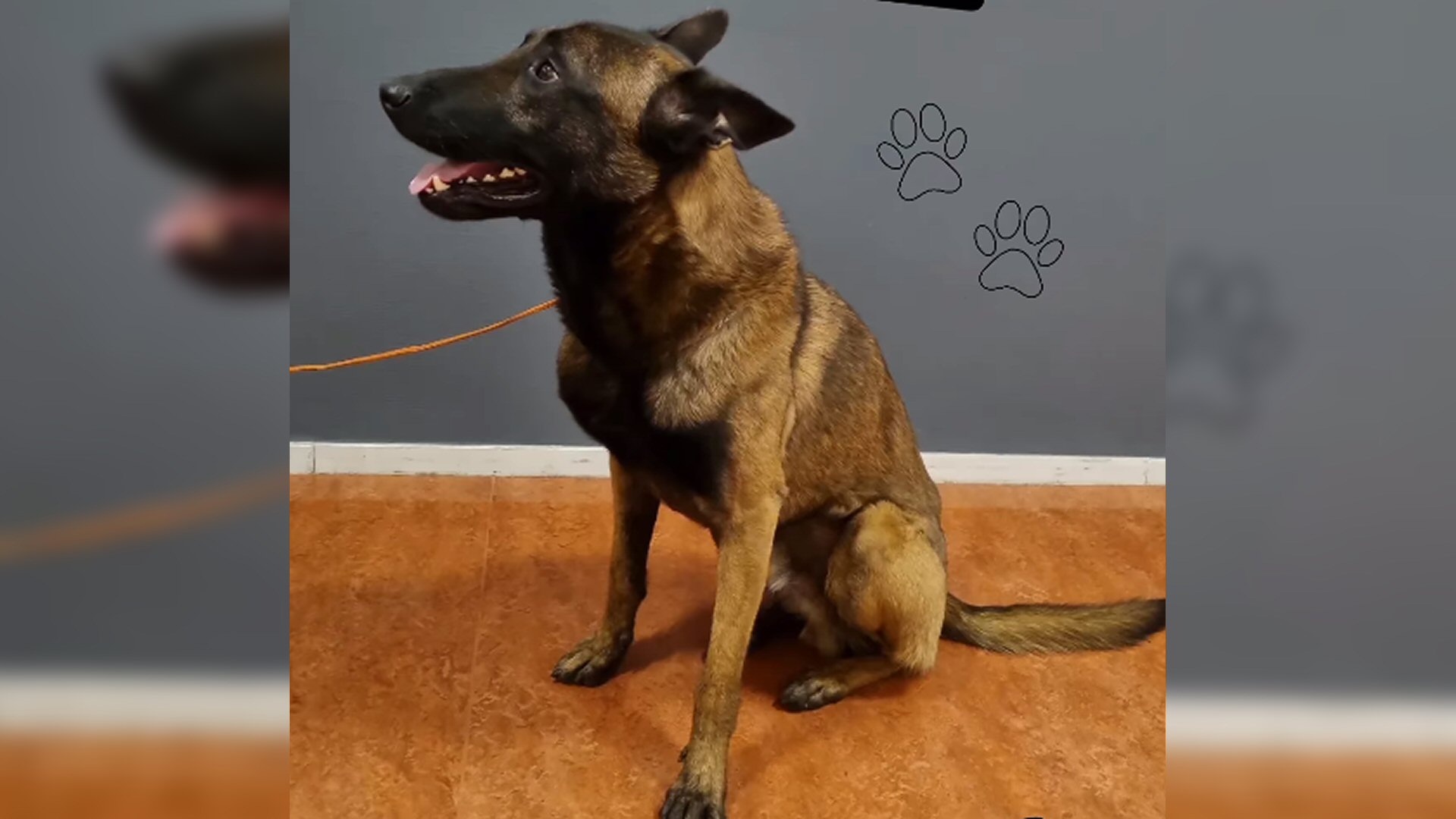 Politie zoekt baas van hond (update)