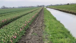 Controle afvalwater bollentelers
