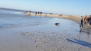 Huiler trekt aandacht in Petten aan Zee