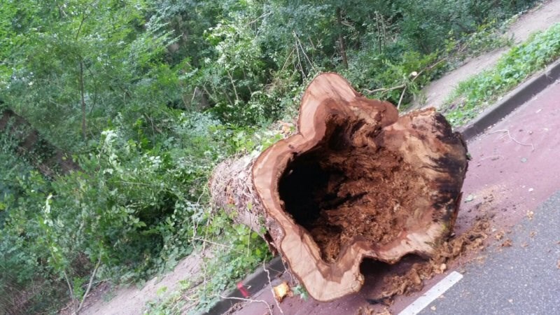 Veel zieke iepen in Hollands Kroon