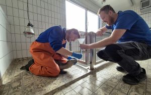 Levensechte oefenzeehond voor Ecomare