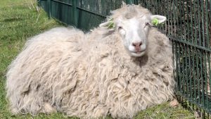 Schaap KiBo overleden door knal vuurwerk