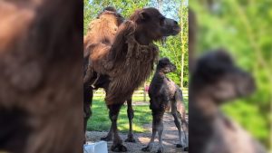 Twee babykamelen geboren op Hoenderdaell