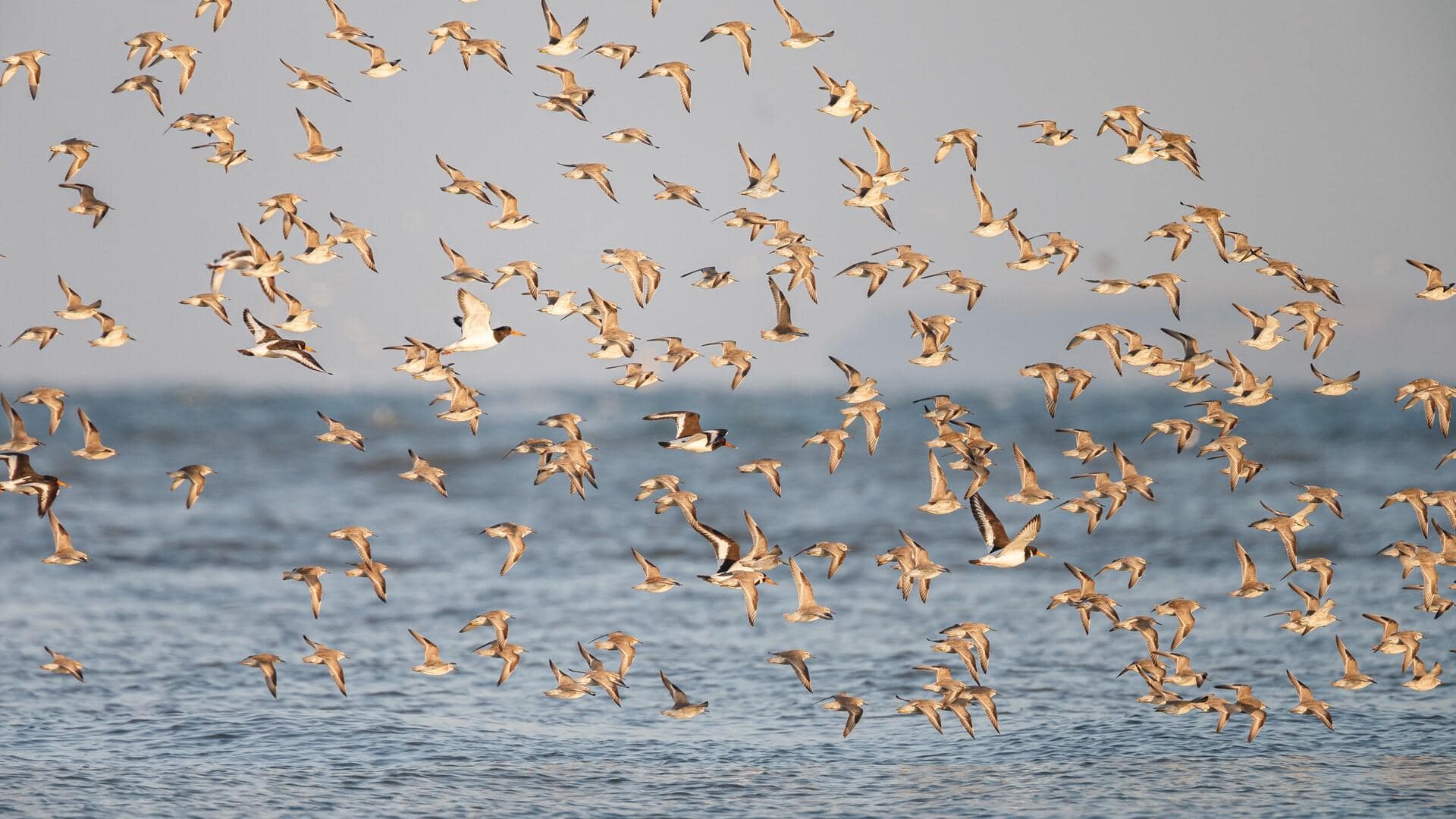 Landschap Noord-Holland organiseert fietstocht langs vogelparadijs Balgzand