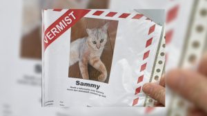 Opsporingsbriefjes kat Sammy moeten weg