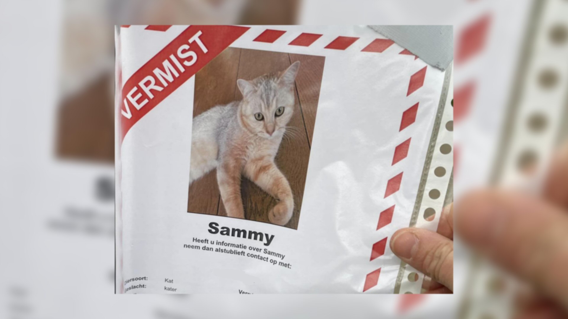 Opsporingsbriefjes kat Sammy moeten weg