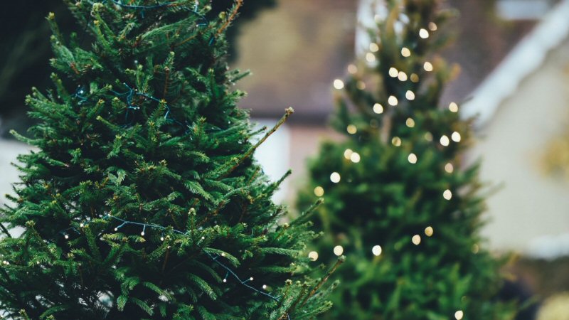 Zakcentje verdienen met kerstbomeninzameling