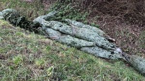 Gratis kerstbomen in greppel in Warmenhuizen