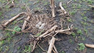 Wisselend beeld broedseizoen