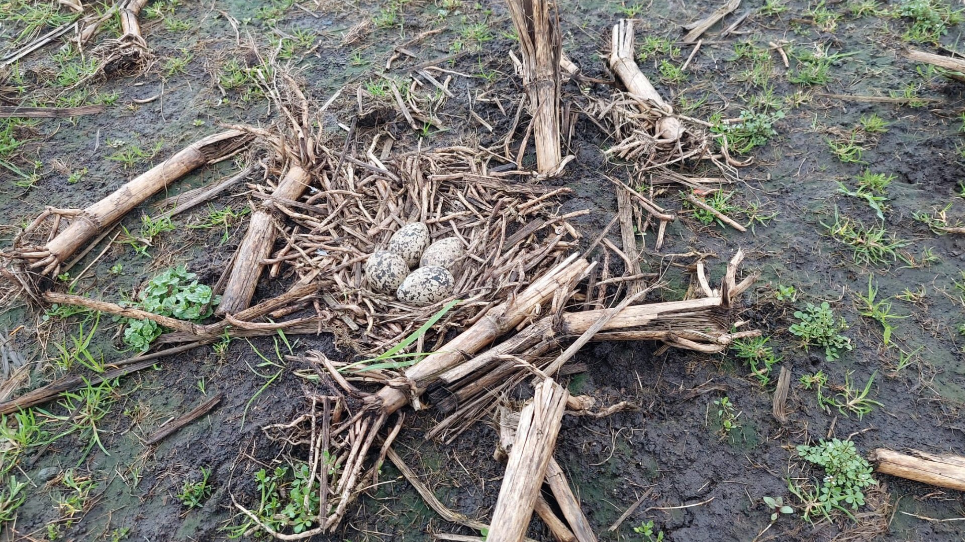 Wisselend beeld broedseizoen