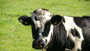 CDA NH in bres voor veehouderij ‘t Veld