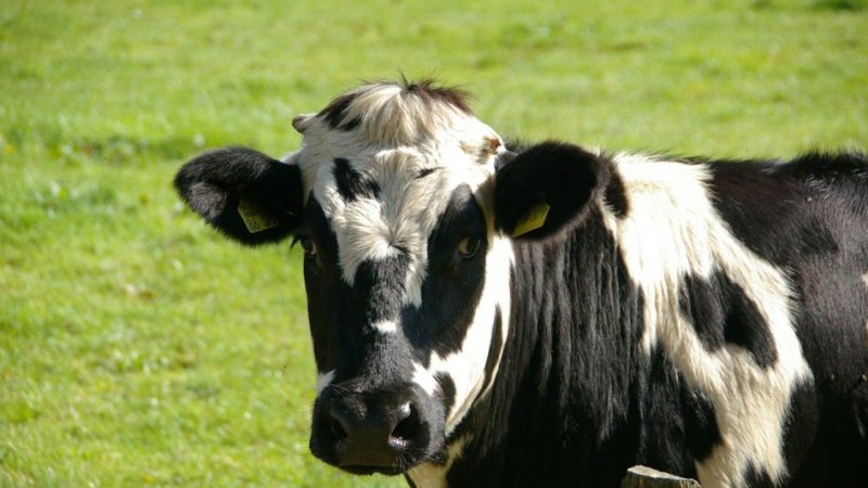 CDA NH in bres voor veehouderij ‘t Veld