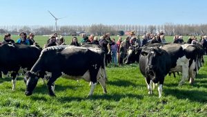 Koeien weer de wei in
