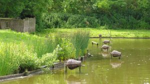 Excursie door Eendenkooi in ’t Zand