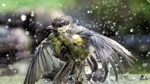 Foto Cora Deutekom in race National Geographic
