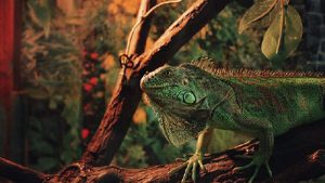 Ingezonden: Decoreer je terrarium met kurk 
