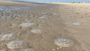 Strand bezaaid met kwallen