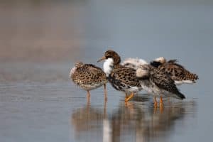 Gratis natuurmagazine van Landschap Noord-Holland