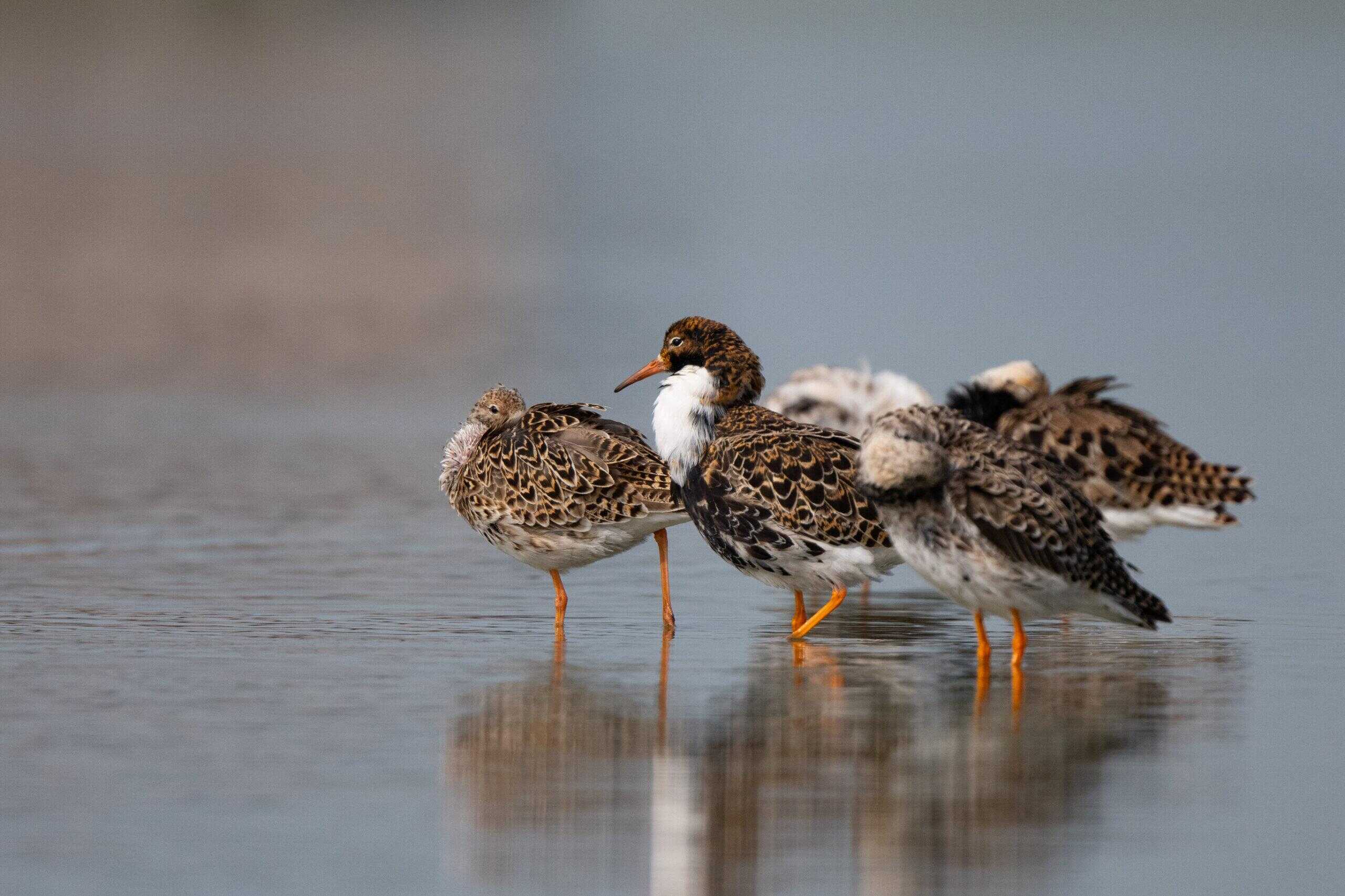 Gratis natuurmagazine van Landschap Noord-Holland