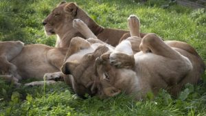 Circusleeuwen Hoenderdaell verhuizen naar Afrika