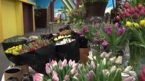 Breezand zet de bloemetjes weer binnen (video)