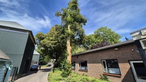Boom Muziektuin mag weg